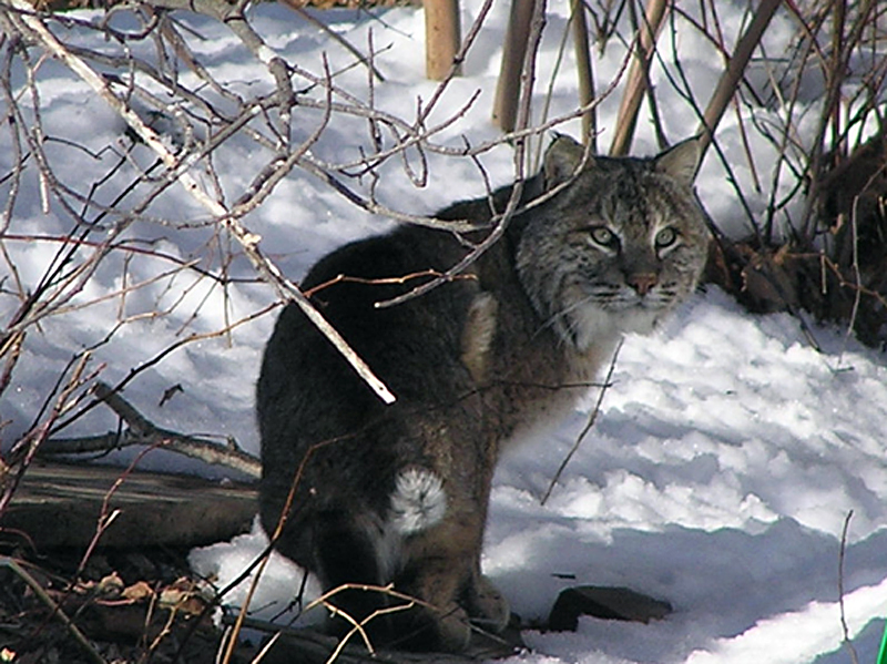 Bobcat Trapping Sets