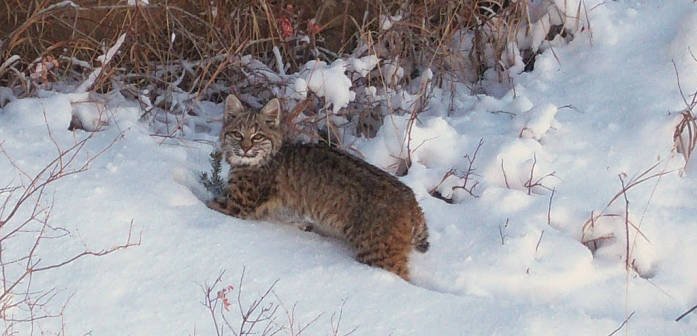 USFWS_bobcat