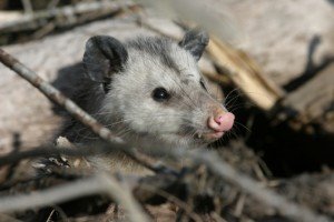 possum