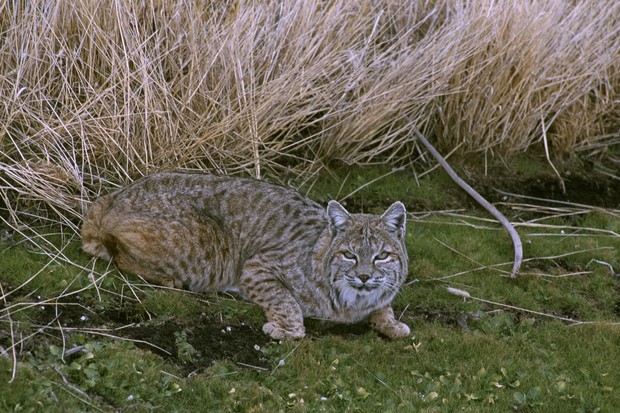 New York Bobcat Harvest Review: 2016-17 (NYup.com) - Trapping Today