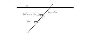 TrappingToday_beaver_leanpoleset