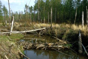 USFWS_BeaverDam