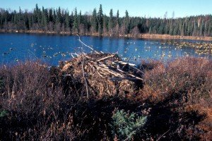USFWS_BeaverLodge