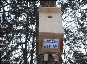 MartenNestBox