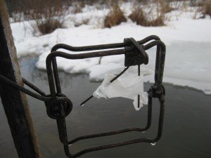 Muskrat_flagtapeset