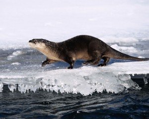 North_American_River_Otter
