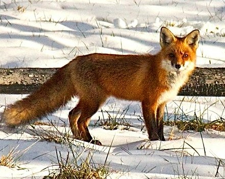 Red Fox - Trapping Today
