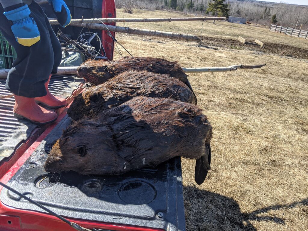 What's the Best Bait for Trapping Beaver? - Trapping Today